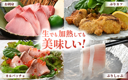 【先行予約】天然！地物！ひるがの寒ぶり 柵3本 【合計800g以上】【2027年1月中旬以降順次発送予定】寒鰤 [m36-b019]