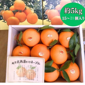 越冬完熟袋掛けネーブル 約5kg （15〜21個入り）
