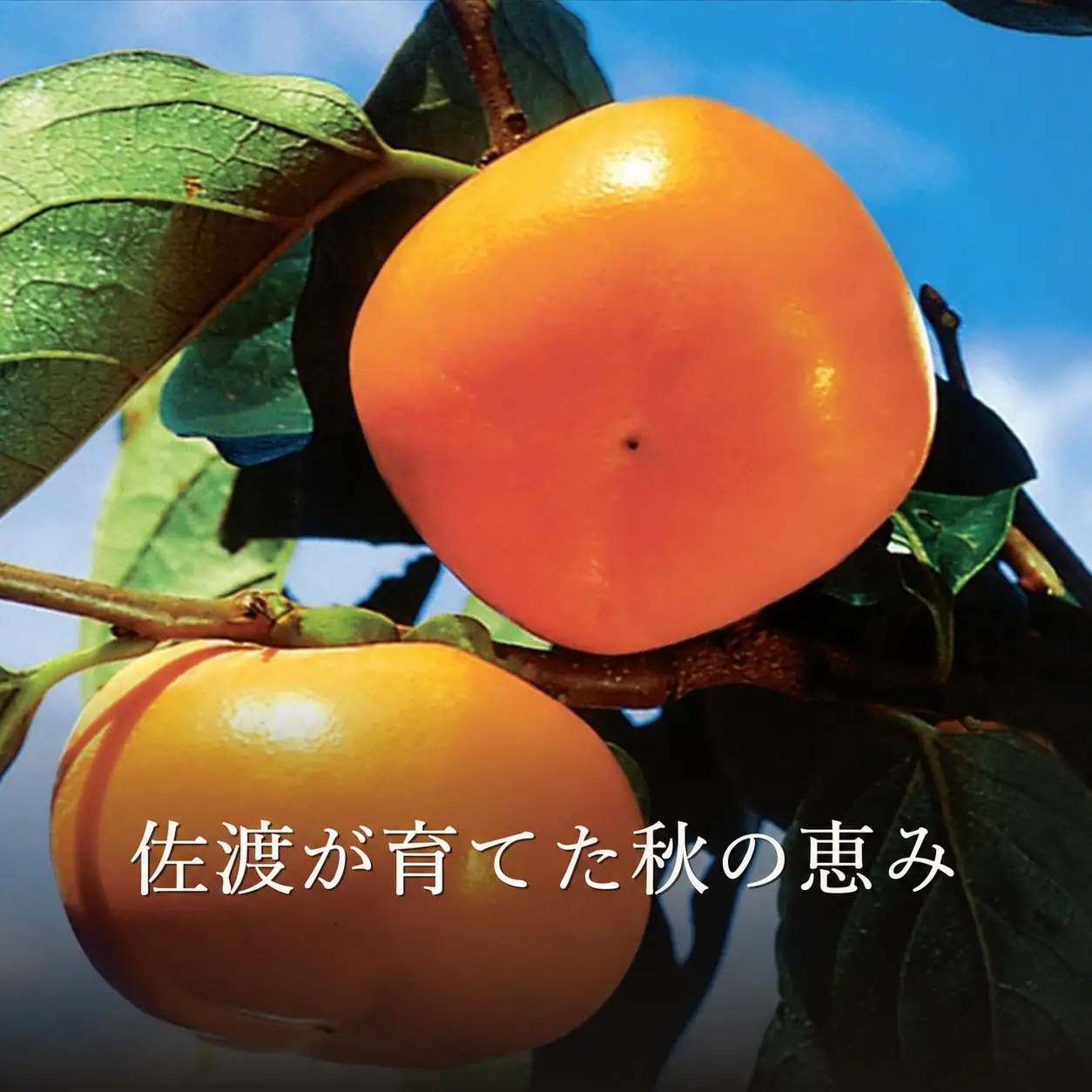 おけさ柿 赤秀 L 8玉入 | 新潟県 佐渡市 柿