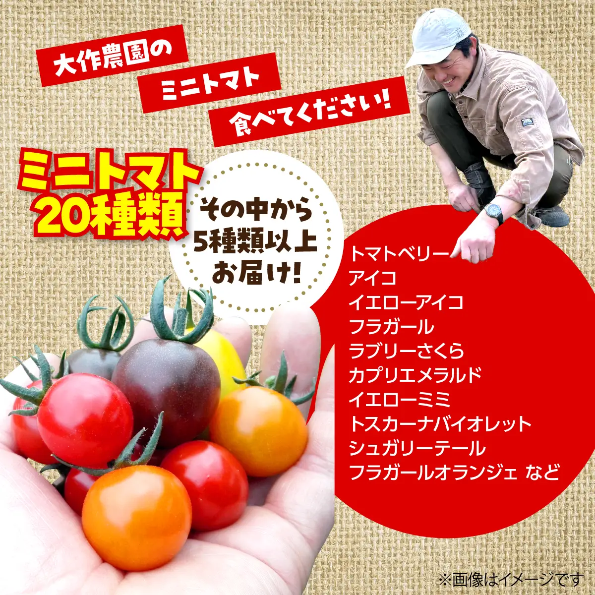 ＜2026年7月上旬よりお届け＞北海道壮瞥産 大作農園のカラフルミニトマト約1.5kg(5種以上) SBTR002