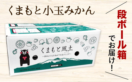 訳あり みかん ひとくちもぎたてみかん 約 4.5kg フルーツ