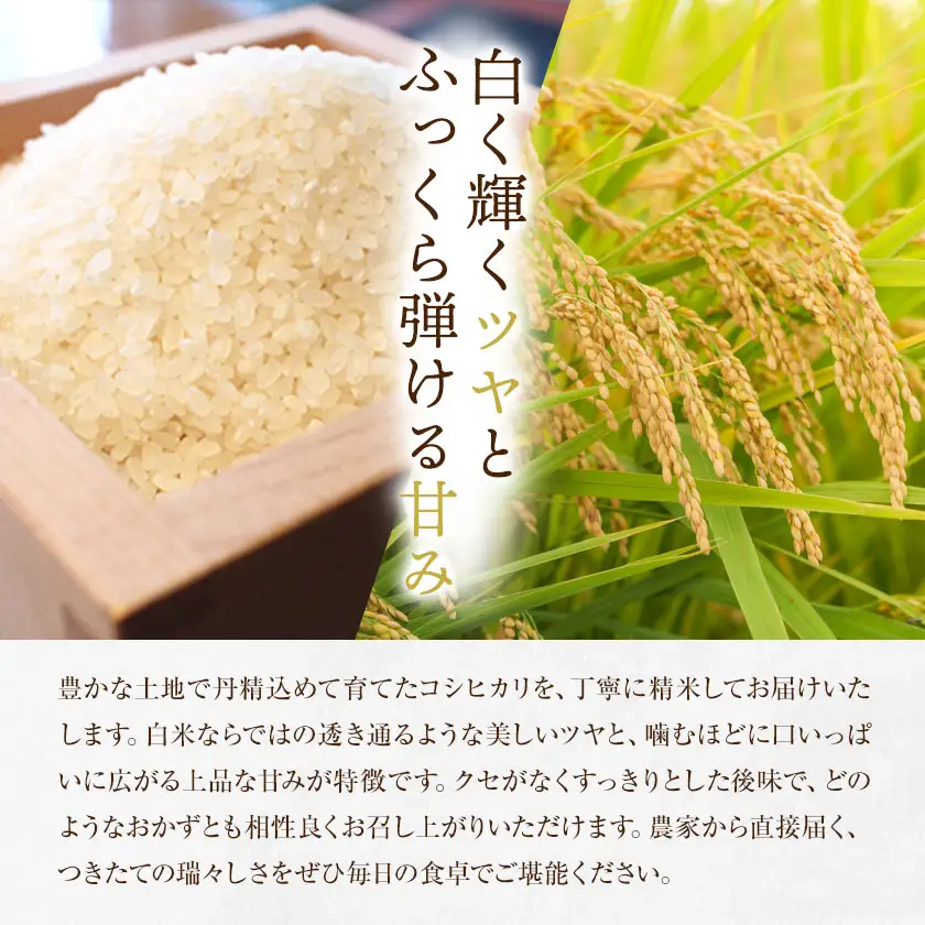 R8年産米 米 白米 コシヒカリ 5kg 《30日以内に出荷予定(土日祝除く)》