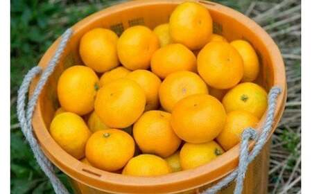 潮風の贈り物 みかん（小玉) ５㎏　みかん ミカン 蜜柑 温州みかん 完熟みかん 甘熟 柑橘 有機栽培 国産 佐賀県産 太良町 こだわり 贈答品 産地直送 詰め合わせ 小玉 L18x1 【2026年10月下旬～2027年1月上旬迄発送予定】