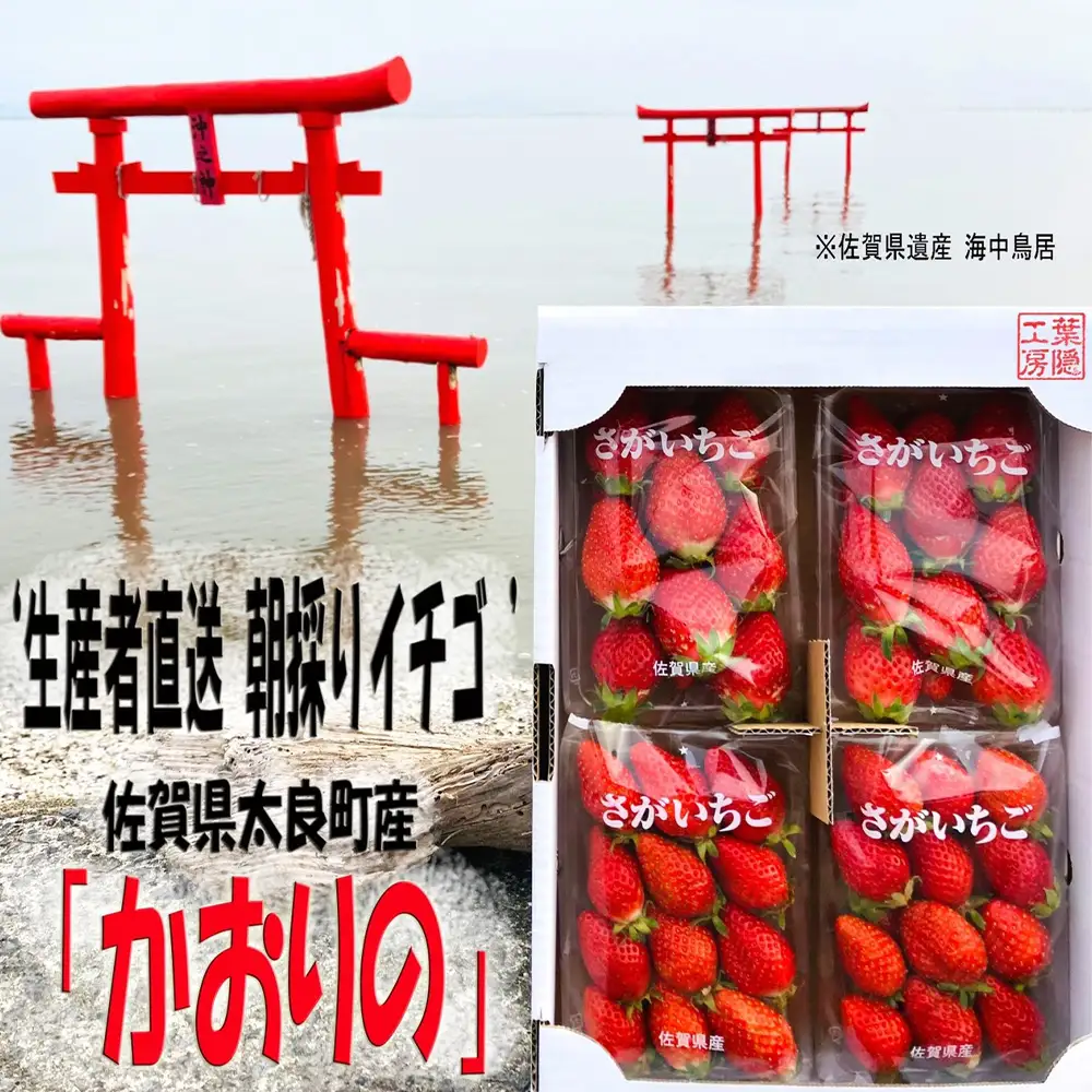 N252x1 太良町産「かおりの」約250g×4P　生産者直送！朝採り苺！太良町 かおりの 国産 佐賀県産 太良町産 いちご 朝採り 果肉 ジューシー 糖度高め 葉隠工房 レトロカフェ【2027年1月上旬-2027年4月下旬】