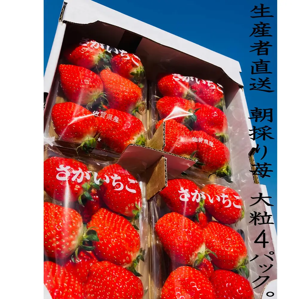 N88x1 太良町産「かおりの」大粒4P　生産者直送！朝採り苺！ 太良町 かおりの 国産 佐賀県産 太良町産 いちご 苺 イチゴ 甘い 4パック 朝採り 大粒 果肉がジューシー 糖度高め  葉隠工房 レトロカフェ【2027年1月上旬-2027年4月下旬】