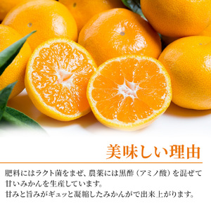 大鋸農園の甘果坊 １０ｋｇみかん蜜柑太良みかん温州みかん果物フルーツ甘い柑橘ノーワックス果実くだもの柑橘類佐賀県太良町 N44x1 【2026年10月下旬～12月下旬配送予定】