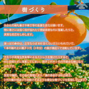 L-101　早津みかん園の完熟みかん3kg　みかん ミカン 蜜柑 たらみかん 太良みかん 温州みかん 完熟みかん 甘熟 柑橘 国産 佐賀県産 太良町 こだわり 有機栽培 産地直送 贈答品 詰め合わせ 極甘