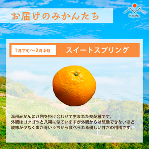 Ｑ-40 早津みかん園　旬のみかんのお楽しみ３回定期便（11月～2月）　みかん ミカン 蜜柑 温州みかん 完熟みかん 甘熟 山下紅みかん おひさまおれんじ 柑橘 有機栽培 国産 佐賀県産 太良町 こだわり 贈答品 産地直送 詰め合わせ 小玉 大玉 定期便