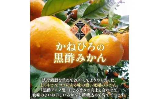 かねひろの黒酢みかん（小玉） 【7営業日以内発送】 【2026年10月下旬から2027年1月下旬まで発送予定】 新鮮 黒酢 アミノ酸 みかん 蜜柑 ミカン 温州みかん 5kg 甘い 柑橘 果実 フルーツ オレンジ 人気 おすすめ 贈答 ギフト 正月 実家 産地 九州 佐賀県 太良町 L39x1