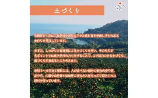 早津みかん園のスイートスプリング 3kg 【2027年2月上旬～3月上旬発送予定】 スイートスプリング みかん ミカン 柑橘 柑橘系 柑橘類 くだもの 果物 フルーツ 国産 佐賀県産 太良町産 佐賀県 太良町 常温 L27x1