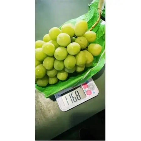 青森県黒石市産　シャインマスカット　約1kg(1房)　糖度18度以上贈答ランク_果物・フルーツ ぶどう・マスカット  ブドウ 葡萄 _【1354631】