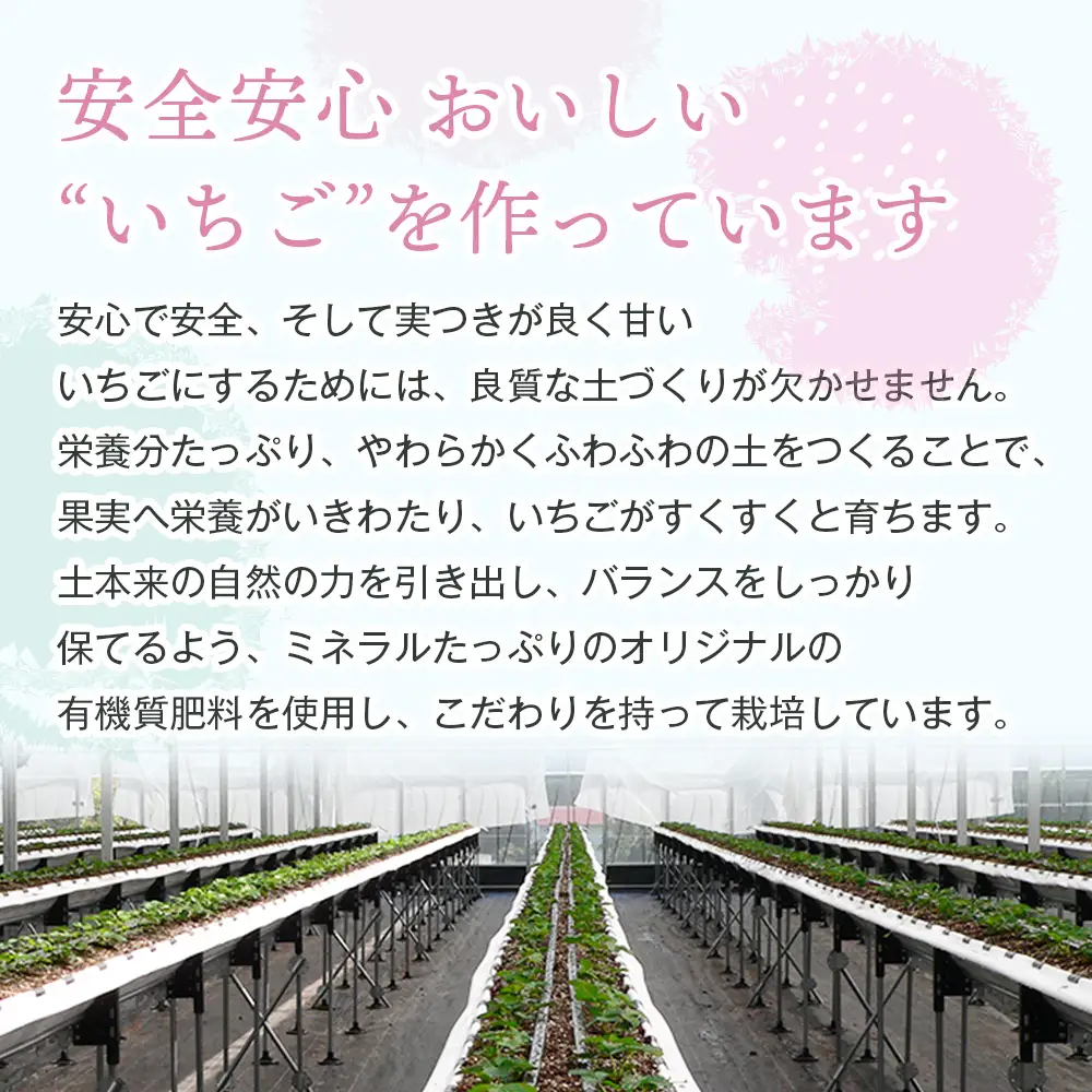 淡路島アイランドベリー 白苺淡雪 2～4パック入【2027年5月発送予約受付・お届け日指定不可】　苺