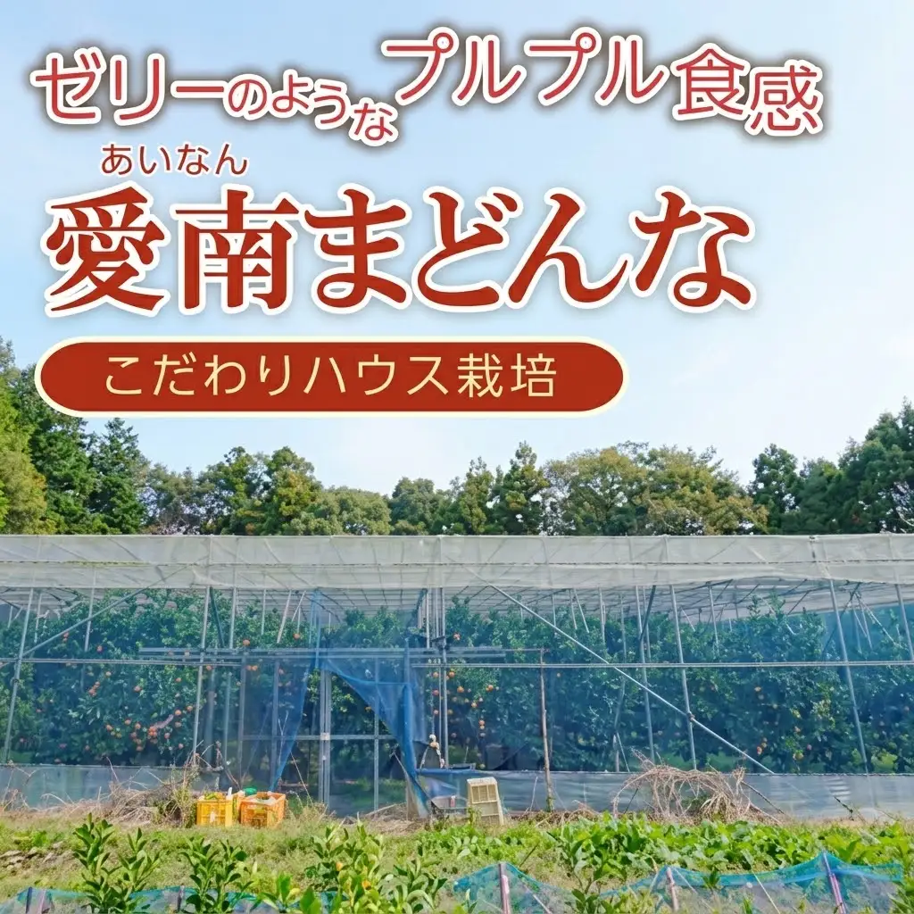 【紅まどんなと同品種】【贈答用】 まどんな 3kg