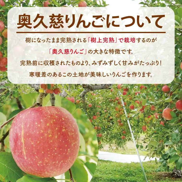 【数量限定/先行予約】奥久慈りんご「サンふじ」約3kg（6～14玉）【2026年11月上旬頃発送予定】斉藤りんご園第2直売所｜茨城県 大子町 樹上完熟 林檎 果物 フルーツ 旬 産地直送 （CG007-1）