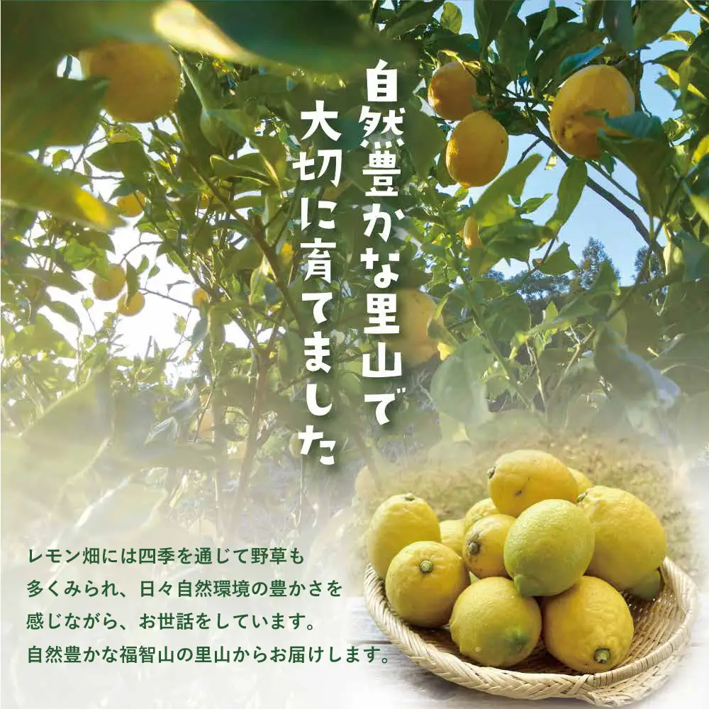 AA14-01 福智町産 無農薬 レモン 2.5kg 約16～20個