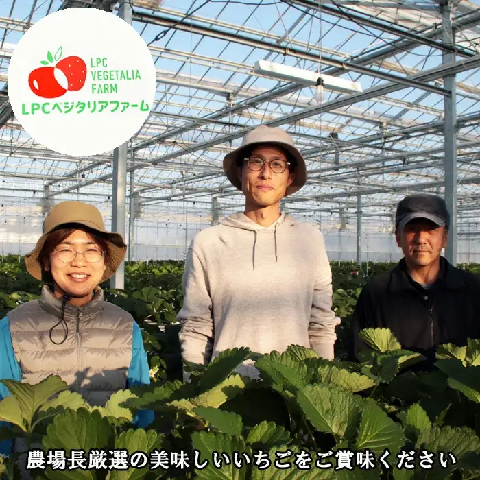 冷凍完熟いちご 1kg【苺 イチゴ 冷凍 果物 フルーツ ミックス 完熟 かおり野 紅ほっぺ よつぼし 甘味 酸味 甘酸っぱい シャーベット スムージー 島根県 安来市 安来市産】