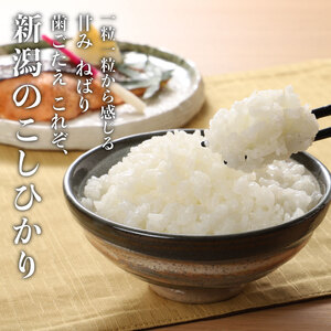 特別栽培米 コシヒカリ 20kg 新潟産こしひかり こしひかり精米 こしひかり白米 新発田産こしひかり こしひかり watasho006_1
