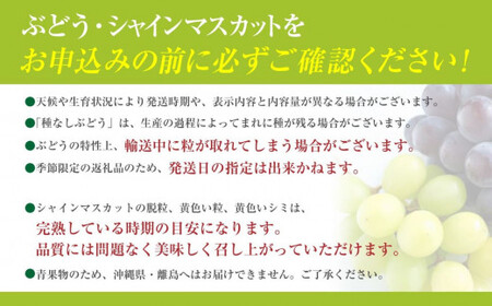 【季節を超えて届く】【11月～12月発送】蔵出し シャインマスカット 1.0kg以上（2～3房）　フルーツ 山梨県産 果物 シャイン マスカット ぶどう ブドウ 大粒 種なし 山梨 やまなし 富士川町