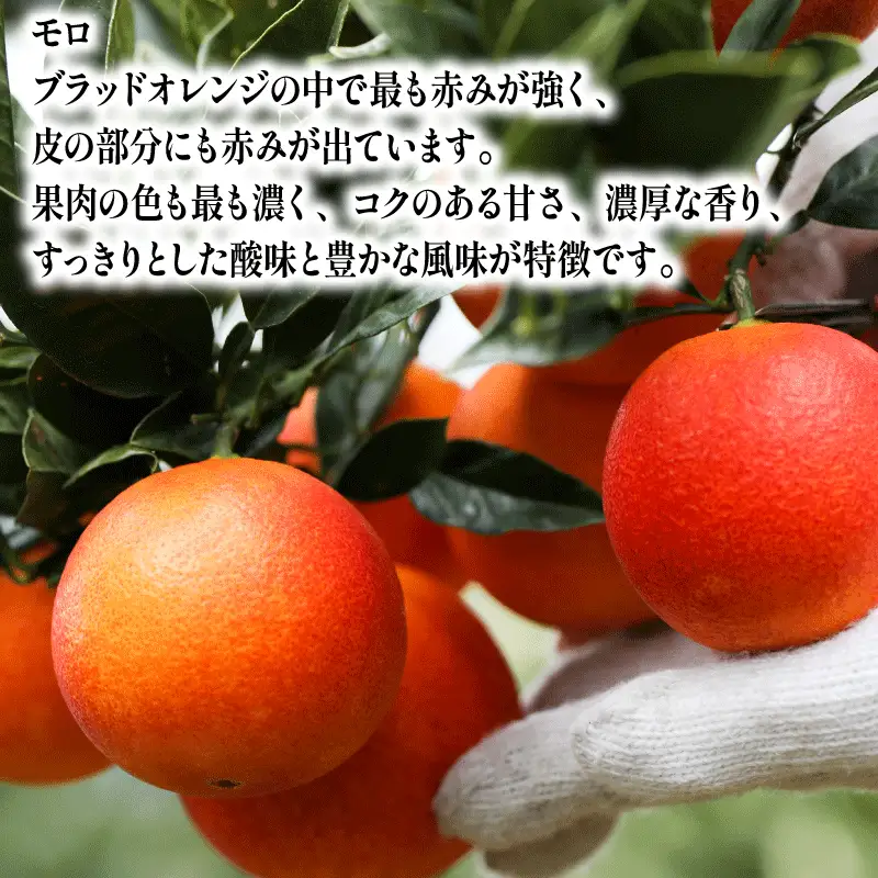贈答用 ブラッド オレンジ モロ タロッコ 3kg YAMAUCHI FARM オレンジ B010-084004