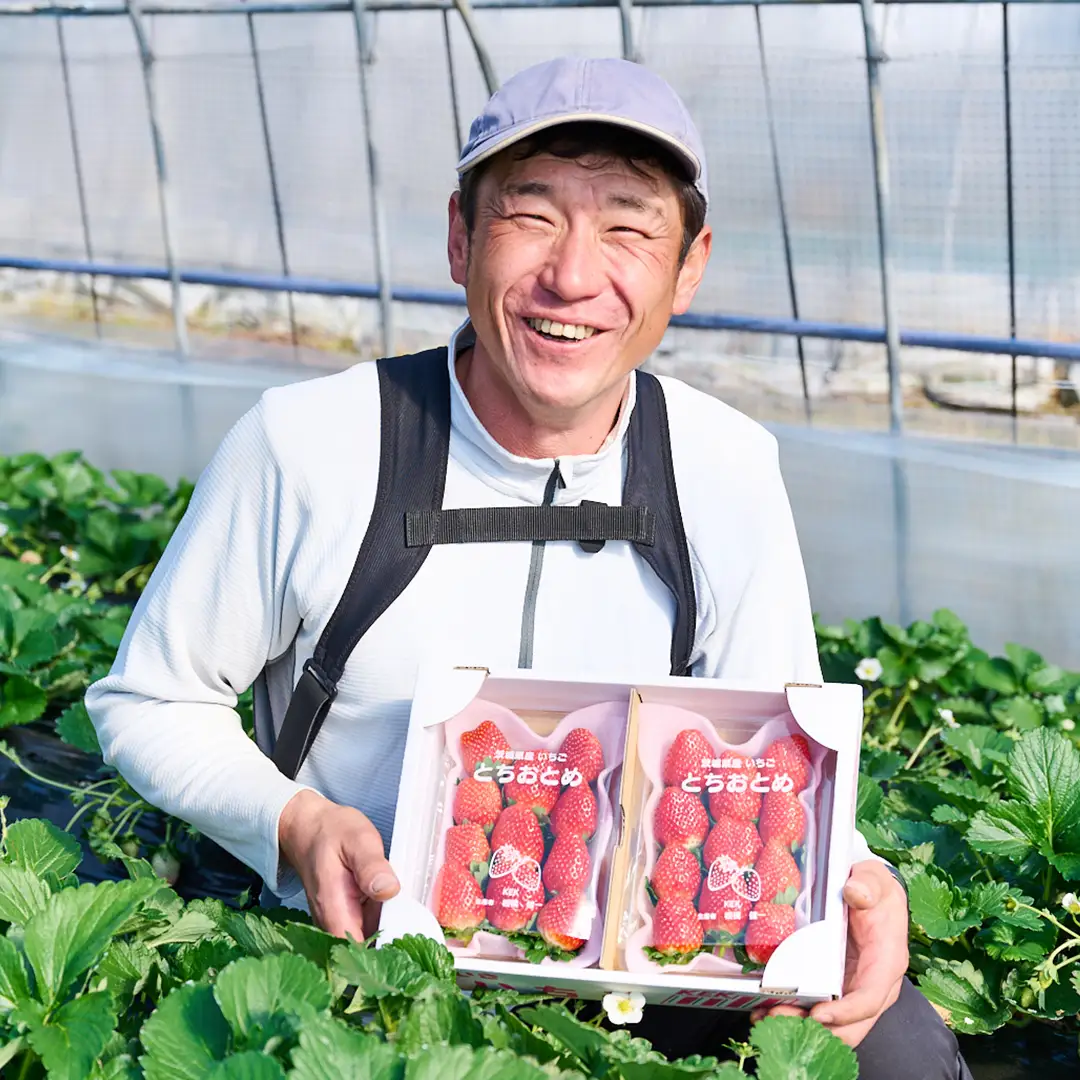 【12/10までの申込で年内にお届け！】完熟 とちおとめ 約260g×2パック 年内お届け 国産 いちご イチゴ 苺 果物 フルーツ 茨城県産 KEK[BC079sa]