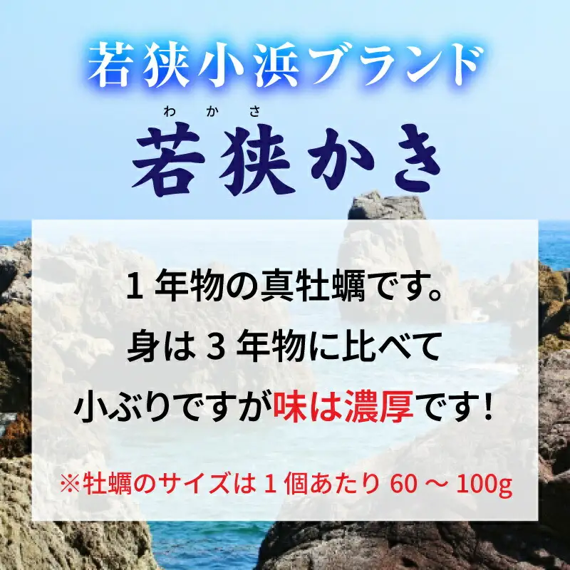 【定期便】【年2回】若狭の天然岩牡蠣（生食用）と若狭小浜ブランド 若狭かき（加熱用）2kg×2回 計4kg [BFAO014] 【配送不可地域：北海道・沖縄・離島】 