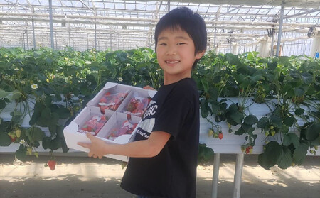 【数量限定 / 先行予約】 2回定期便 新鮮いちご〈品種：紅ほっぺ〉 約500g (250g×2パック) Happy Strawberry 旬の時期に収穫してすぐ発送！ 【 訳あり いちご フルーツ 旬 小分け 人気 岩手 陸前高田 】RT2589