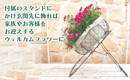 花 ウェルカム レンゲローズ 四季咲き ミニ バラ