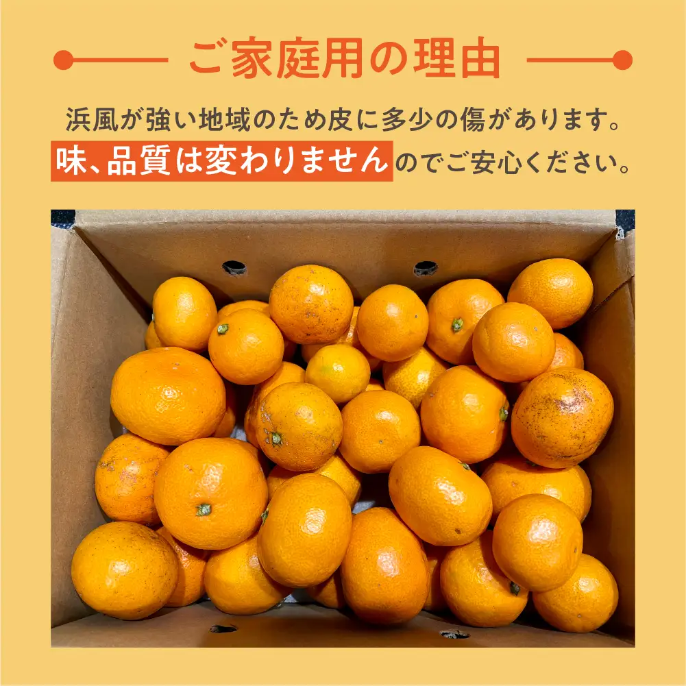【12月お届け】渥美半島の伊良湖みかん 5kg 訳あり みかん