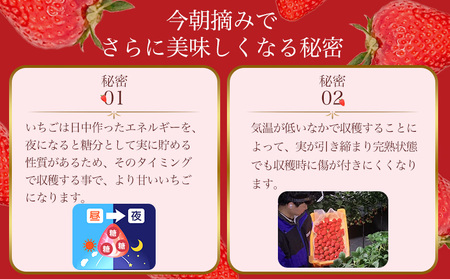 【 いちご１２月から計6回定期便 】 ◆古都華　約３００g×２パック×６回 ◆ 【今朝摘みの丸笑いちご園】 ／ フルーツ いちご 苺 イチゴ 果物 くだもの 新鮮 完熟 朝採り 高級 希少品種 甘い 奈良県 葛城市【maru-tkb003】