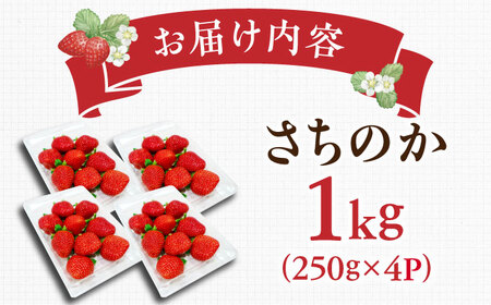 【2027年1月以降順次発送】さちのか 1kg（250g×4パック） / 佐賀県 / リフルット株式会社 [41ABAA006]