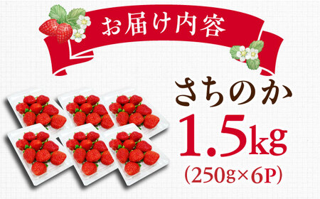 【2027年1月以降順次発送】さちのか 1.5kg（250g×6パック） / 佐賀県 / リフルット株式会社 [41ABAA008]