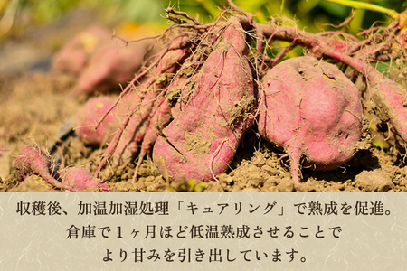 【七谷産】訳あり さつまいも詰め合わせ 5.5kg 規格外