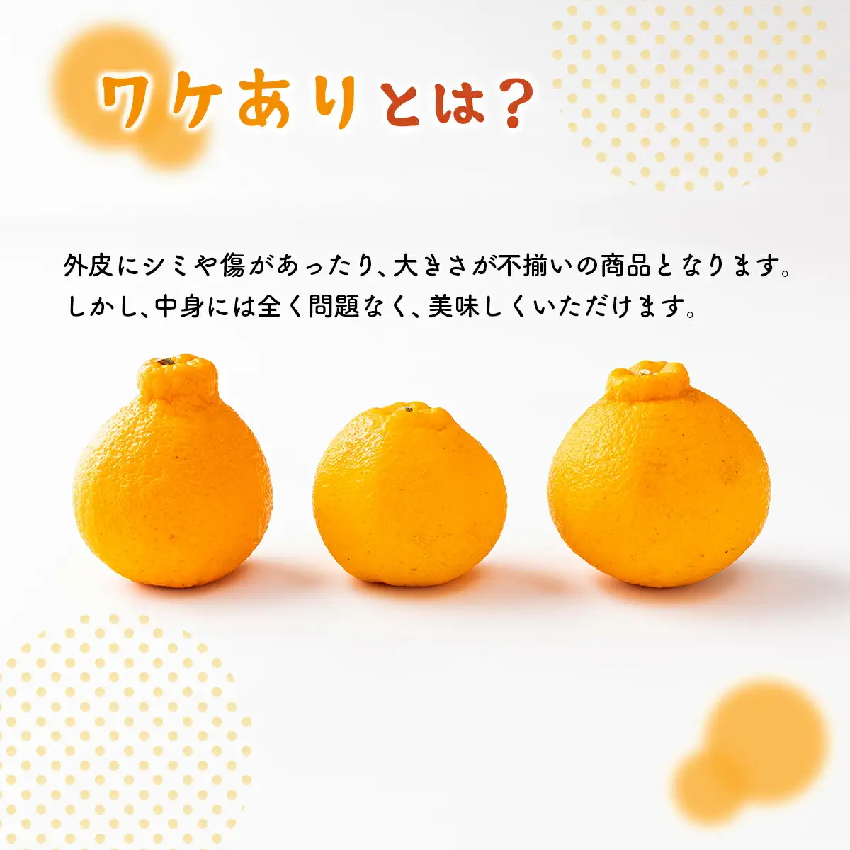【 不知火 】訳あり 不知火 約 5kg dp005