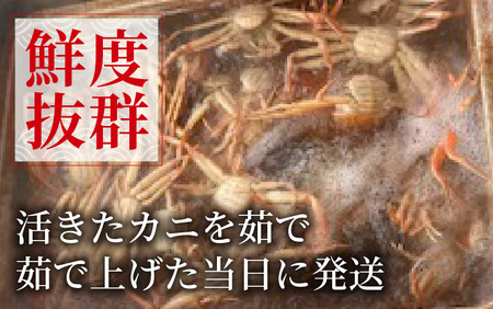 【先行予約】せいこがに 約100g～150g×5杯【11月～12月発送】 日本海 直送