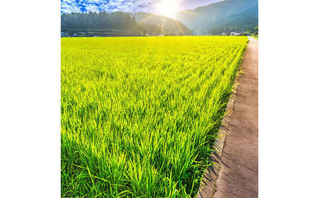 《先行予約 2026年度発送》山形県3銘柄米（つや姫・雪若丸・はえぬき）食べくらべセット 新米のみ合計6kg（2kg×3） つや姫 米 お米 ブランド米 銘柄米 備蓄 日本米 コメ ごはん ご飯 食品 山形県 FSY-2610