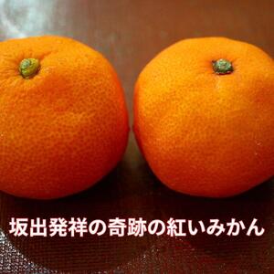 小原紅早生みかん（露地）約3.0kg