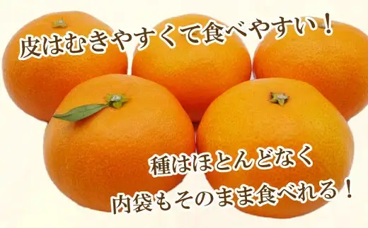 訳あり 愛媛 みかん 5kg