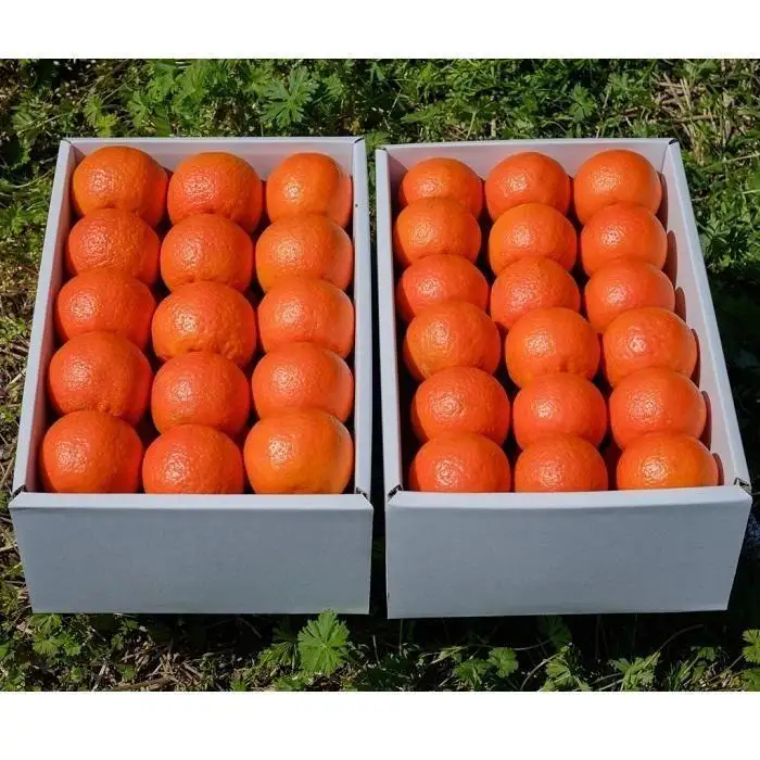 ＜先行予約／数量限定＞【市橋農園】屋久島産たんかん 5キロ箱（秀品／贈答用としても)