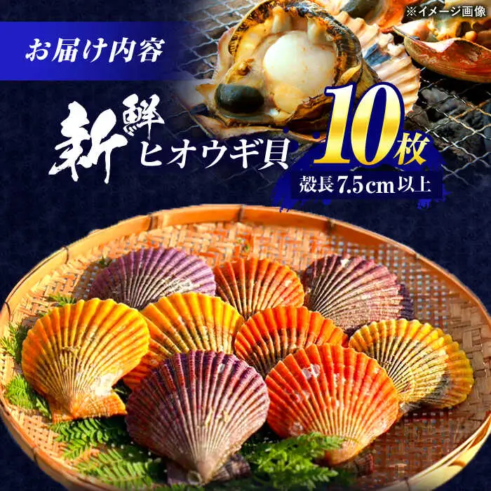 【ホタテ以上の旨味！】ヒオウギ貝 10枚(殻長7.5cm以上) / 貝 かい 魚介 ぎょかい 海鮮 かいせん 海産物 / 諫早市 / 橘湾中央漁業協同組合 [AHDP001]