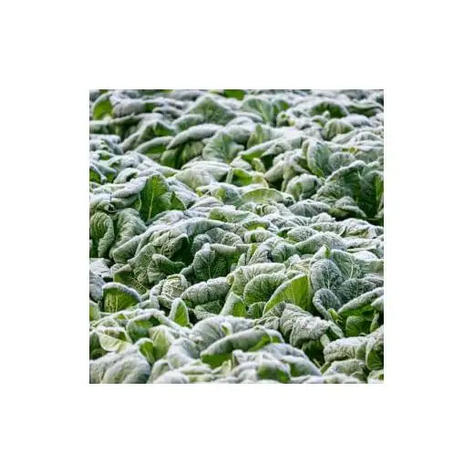 奈良県下北山村育ちの下北春まな入り にんにくおかず味噌 120g×2個 ごはんのおともに!  奈良県 大和の伝統野菜 下北春まな・南朝みそ使用  国産 料理  味噌 ミソ 