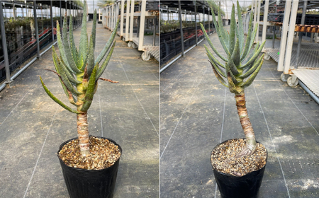 アロエ ディコトマ 1株 長与町／アグリューム Aloidendron dichotomum（Aloe dichotoma）[EAI138] 