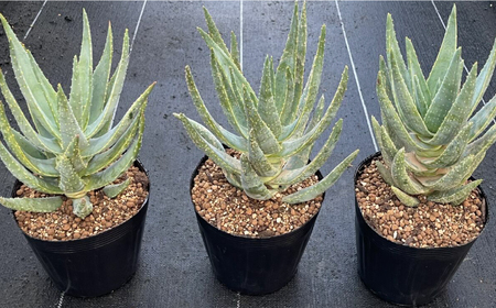アロエ ディコトマ 3株 Aloidendron dichotomum（Aloe dichotoma）長与町／アグリューム[EAI145] 
