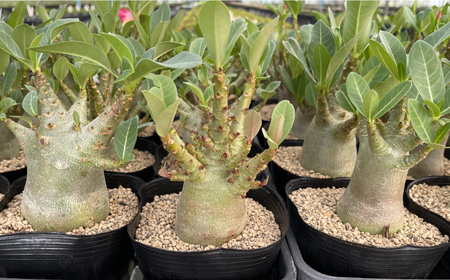 Adenium arabicum アデニウム アラビカム １株 長与町/アグリューム[EAI156] 