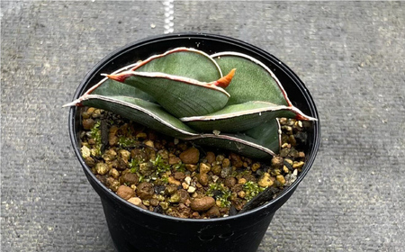サンセベリア ロリダ Sansevieria rorida 5株 長与町/アグリューム[EAI170] 