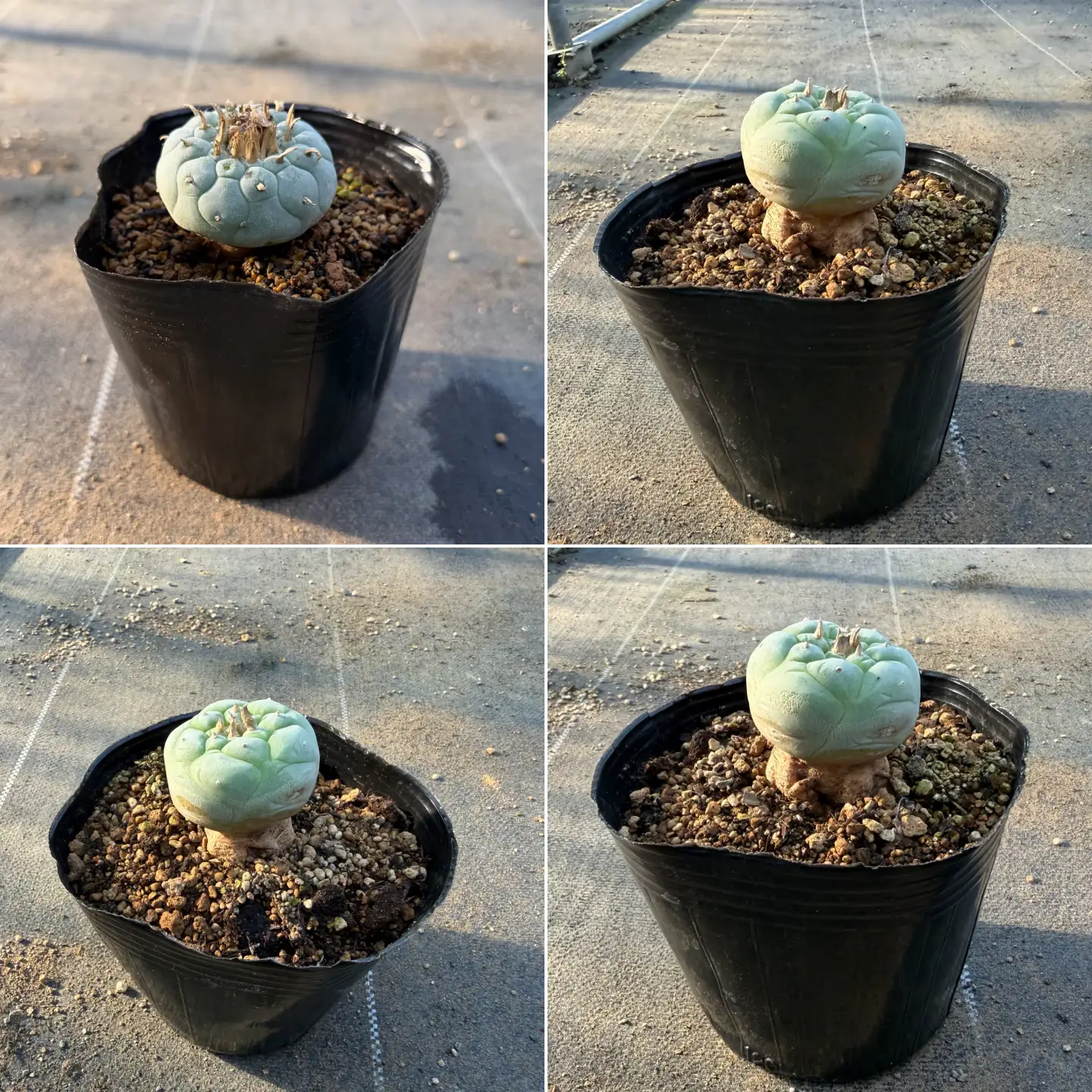 ロフォフォラ 銀冠玉 Lophophora fricii １株 長与町/アグリューム[EAI176] 