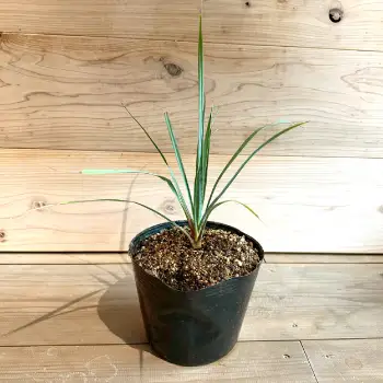 Yucca rigida ユッカ リギダ 1株 長与町/アグリューム[EAI183] 