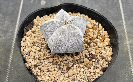astrophytum myriostigma cv. onzuka アストロフィツム 恩塚鸞鳳玉 長与町/アグリューム[EAI189] 