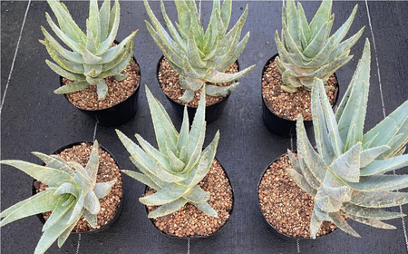 アロエ ディコトマ 5株 Aloidendron dichotomum（Aloe dichotoma）長与町/アグリューム[EAI192] 