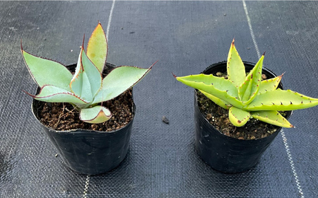 アガベ グアダラハラナ ＆ アガベ sp. ピロン クバ 各1株 Agave guadalajarana ＆ Agave sp pilon kuba 長与町/アグリューム[EAI202] 