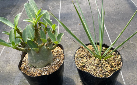 アデニウム アラビカム ＆ ユッカ リギダ 各1株 Adenium arabicum ＆ Yucca rigida 長与町/アグリューム[EAI207] 